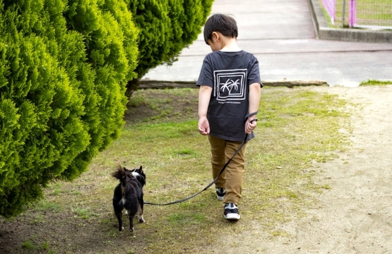 シニア犬になって散歩をしなくなった！鹿肉ジャーキーで筋肉を維持しよう！｜ペットフードの元就小棒