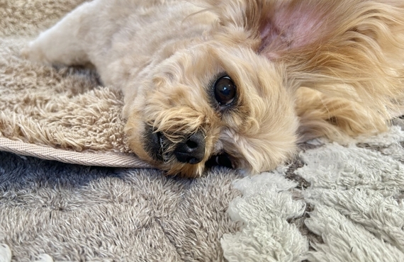 高齢犬の涙やけが気になる！鹿肉ジャーキーで改善！